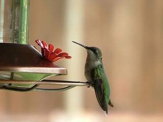 Hummingbird