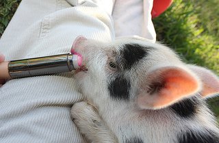 pink lipstick on a pig