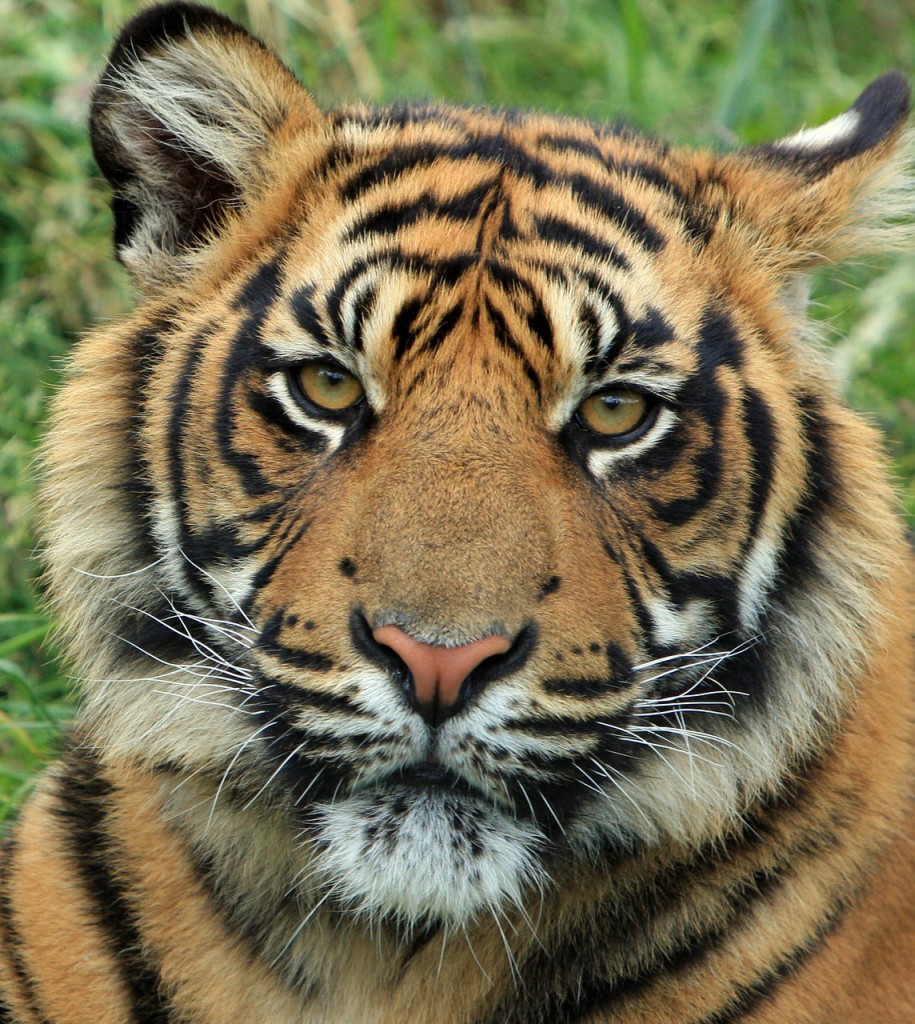 pixabay-tiger-165189_1280