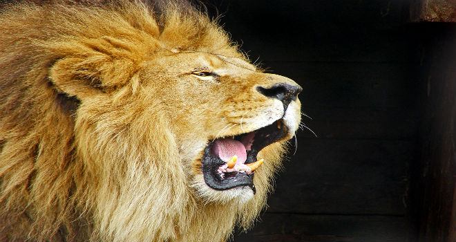 cecil the lion roaring