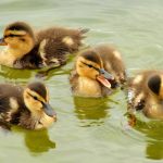 mallard-ducklings-938666_1280