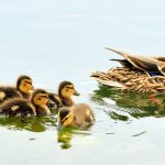 mallard-ducks-934518_1280 (1)