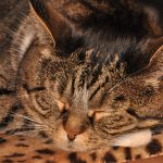 sleeping-cat-1164900_1920