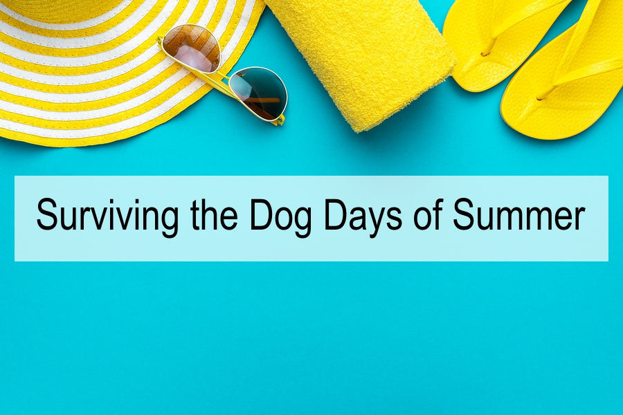 SearchChat Podcast: Surviving the Dog Days of Summer - Biznology